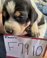 F7910, a female Bluetick Coonhound for sale in Saltillo, TX – Photo 8 of 9