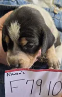 F7910, a female Bluetick Coonhound for sale in Saltillo, TX – Photo 3 of 9