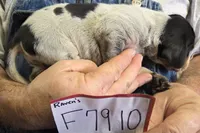 F7910, a female Bluetick Coonhound for sale in Saltillo, TX – Photo 7 of 9