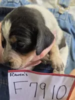 F7910, a female Bluetick Coonhound for sale in Saltillo, TX – Photo 2 of 9