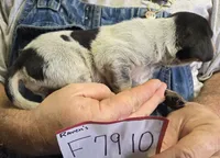 F7910, a female Bluetick Coonhound for sale in Saltillo, TX – Photo 4 of 9