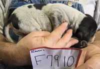 F7910, a female Bluetick Coonhound for sale in Saltillo, TX – Photo 6 of 9