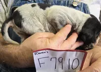 F7910, a female Bluetick Coonhound for sale in Saltillo, TX – Photo 9 of 9