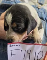 F7910, a female Bluetick Coonhound for sale in Saltillo, TX – Photo 1 of 9