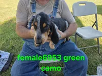 F6953, a female Basset Bleu de Gascogne for sale in Saltillo, TX – 3 of 10