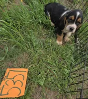 M5351, a male Basset Hound for sale in Saltillo, TX – Photo 2 of 4