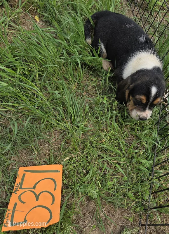 M5351 – Basset Hound puppy for sale in Saltillo, TX