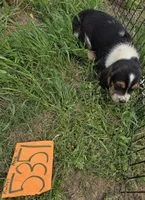 M5351, a male Basset Hound for sale in Saltillo, TX – Photo 1 of 4