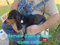 F3385, a female Basset Bleu de Gascogne for sale in Saltillo, TX – 2 of 10