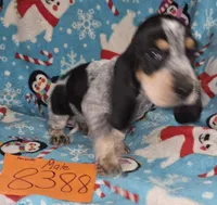 M8388, a male Basset Bleu de Gascogne for sale in Saltillo, TX – Photo 2 of 4
