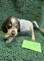 F7695, a female Bluetick Coonhound for sale in Saltillo, TX – Photo 9 of 9