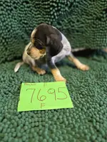 F7695, a female Bluetick Coonhound for sale in Saltillo, TX – Photo 2 of 9