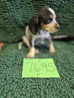 F7695, a female Bluetick Coonhound for sale in Saltillo, TX – Photo 6 of 9