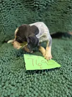 F7695, a female Bluetick Coonhound for sale in Saltillo, TX – Photo 7 of 9