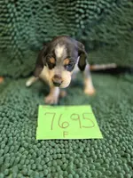 F7695, a female Bluetick Coonhound for sale in Saltillo, TX – Photo 8 of 9