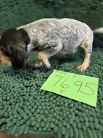 F7695, a female Bluetick Coonhound for sale in Saltillo, TX – Photo 4 of 9