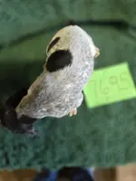 F7695, a female Bluetick Coonhound for sale in Saltillo, TX – Photo 5 of 9