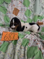 F6780, a female Basset Hound for sale in Saltillo, TX – 2 of 10