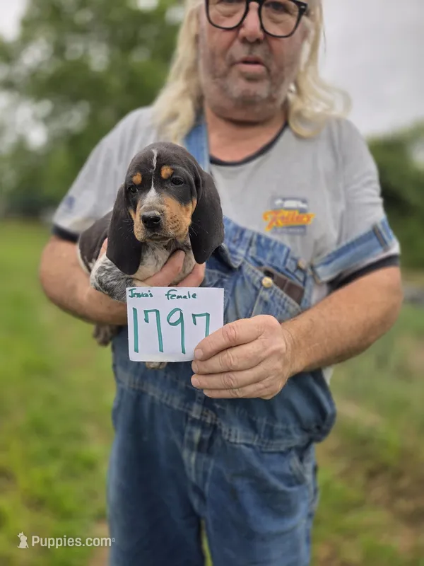 F1797 – Bluetick Coonhound puppy for sale in Saltillo, TX