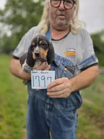 F1797, a female Bluetick Coonhound for sale in Saltillo, TX – 1 of 1