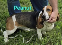 Peanut, a female Basset Hound for sale in Saltillo, TX – 8 of 10