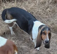 Coming soon, a  Basset Hound for sale in Saltillo, TX – 8 of 10