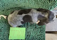 M7701, a male Bluetick Coonhound for sale in Saltillo, TX – Photo 3 of 8