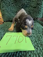 M7701, a male Bluetick Coonhound for sale in Saltillo, TX – Photo 2 of 8