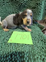 M7701, a male Bluetick Coonhound for sale in Saltillo, TX – Photo 4 of 8
