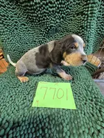 M7701, a male Bluetick Coonhound for sale in Saltillo, TX – Photo 1 of 8