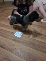 F6758, a female Bluetick Coonhound for sale in Saltillo, TX – 2 of 5