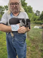 M3481, a male Bluetick Coonhound for sale in Saltillo, TX – 2 of 3