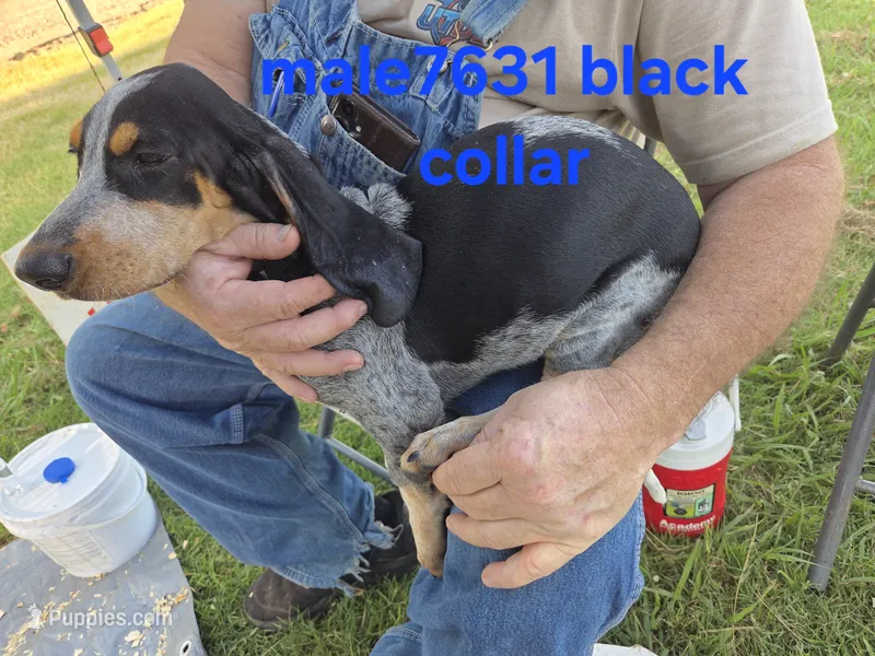 M7631 – Basset Bleu de Gascogne puppy for sale in Saltillo, TX