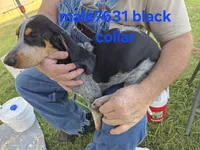 M7631, a female Basset Bleu de Gascogne for sale in Saltillo, TX – 1 of 10