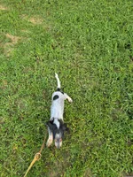 M1019, a male Basset Bleu de Gascogne for sale in Saltillo, TX – 5 of 8