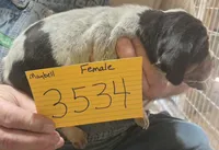 Female, a female Bluetick Coonhound for sale in Saltillo, TX – 2 of 5
