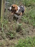 Peanut, a female Basset Hound for sale in Saltillo, TX – 9 of 10