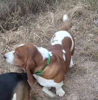 Coming soon, a  Basset Hound for sale in Saltillo, TX – 10 of 10