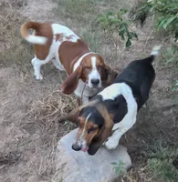 Coming soon, a  Basset Hound for sale in Saltillo, TX – 9 of 10