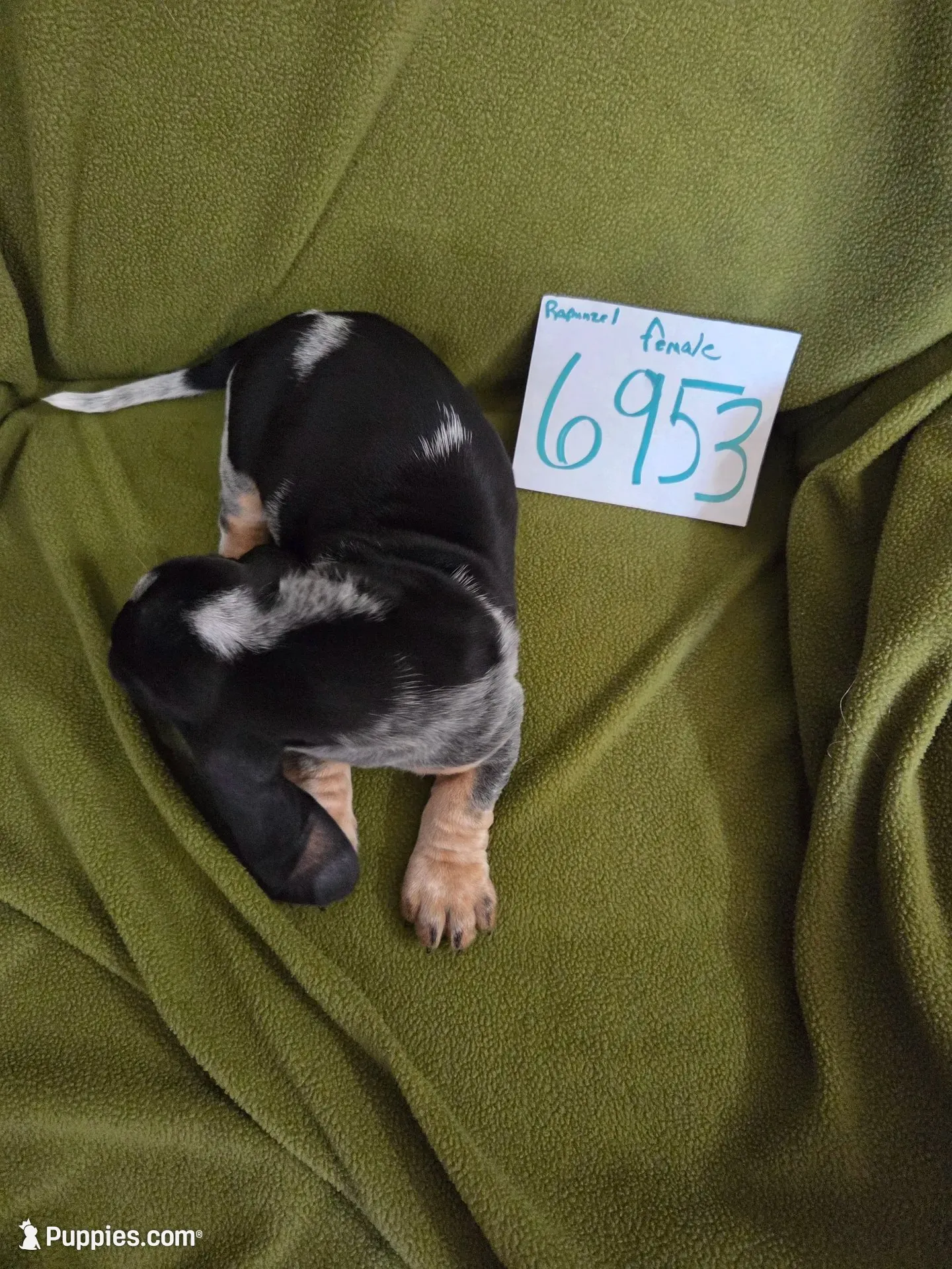F6953, a female Basset Bleu de Gascogne for sale in Saltillo, TX – 9 of 10