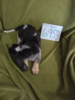 F6953, a female Basset Bleu de Gascogne for sale in Saltillo, TX – 5 of 10