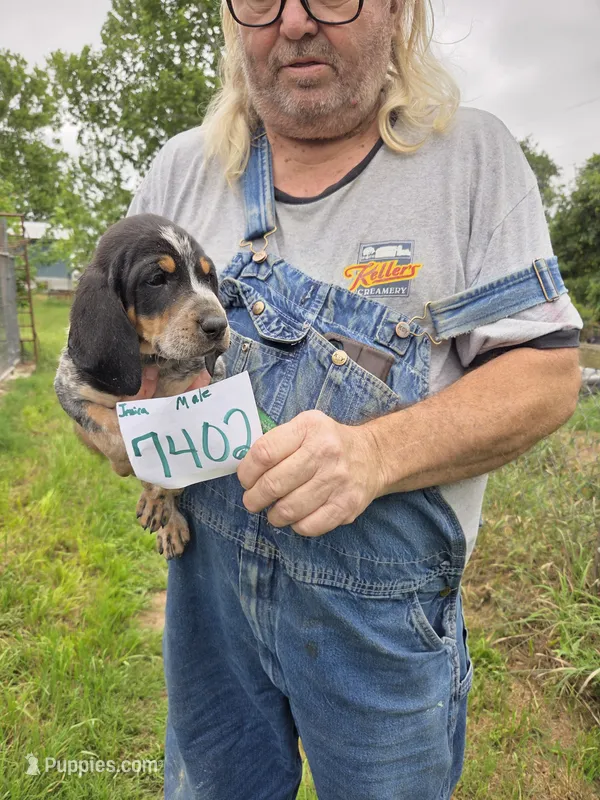 M7402 – Bluetick Coonhound puppy for sale in Saltillo, TX