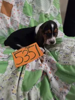M5351, a male Basset Hound for sale in Saltillo, TX – 1 of 4