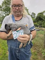 F2270, a female Bluetick Coonhound for sale in Saltillo, TX – 3 of 3