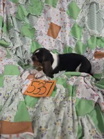 M5351, a male Basset Hound for sale in Saltillo, TX – 3 of 4