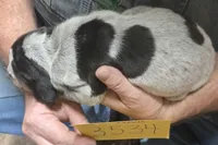 Female, a female Bluetick Coonhound for sale in Saltillo, TX – 4 of 5