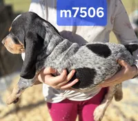 M7506, a male Bluetick Coonhound for sale in Saltillo, TX – Photo 2 of 4