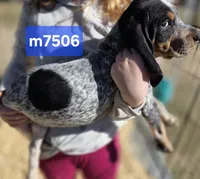M7506, a male Bluetick Coonhound for sale in Saltillo, TX – Photo 1 of 4