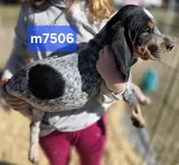 M7506, a male Bluetick Coonhound for sale in Saltillo, TX – Photo 4 of 4