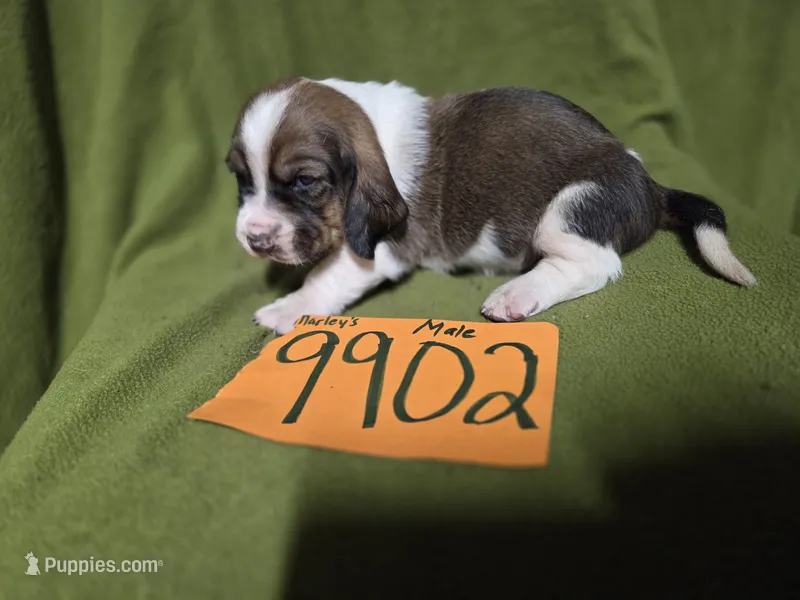 M9902 – Basset Hound puppy for sale in Saltillo, TX